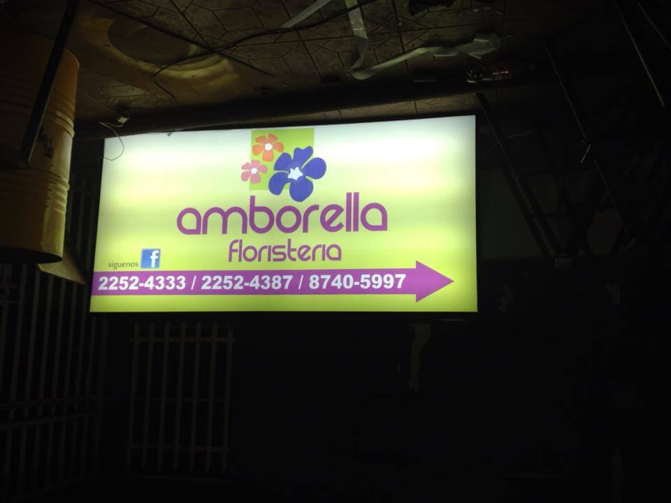 amborella floristeria